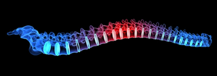 Chiropractic Oak Ridge TN Color Spine